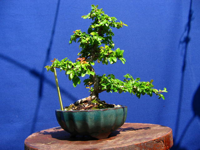 Primeiro bonsai Ulmus Parvifolia - Poda de controlo de tufos.