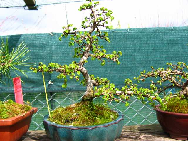 Primeiro bonsai Ulmus Parvifolia - Poda de inicio de primavera