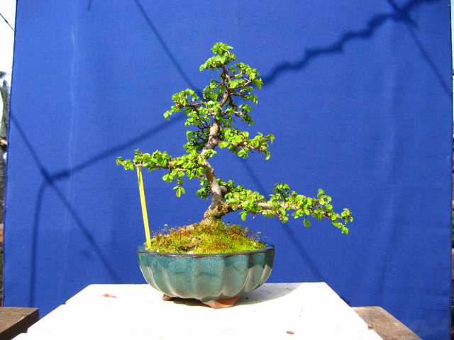 Primeiro bonsai Ulmus Parvifolia - Analise de estrutura do Ulmus Parvifolia