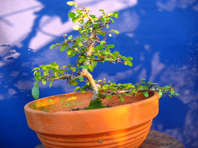 Primeiro bonsai Ulmus Parvifolia - Depois de um problema de seca no verão