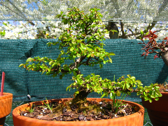 Primeiro bonsai Ulmus Parvifolia - Pequena poda, depois de ter a certeza que a arvore esta de boa saúde