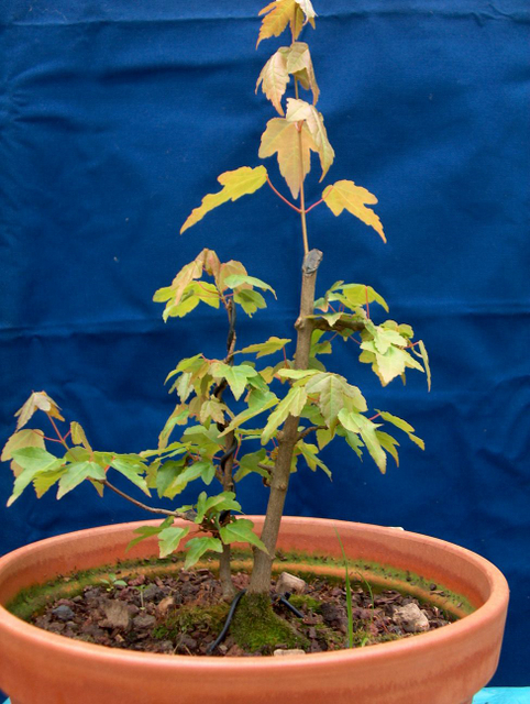 Bonsai tipo Mae filho de Acer Buergerianum- Colocação do Acer Trident em vaso de engorda e colocação de arames