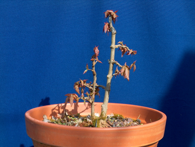 Bonsai tipo Mae filho de Acer Buergerianum- Poda geral e remoção de arames do tronco secundario