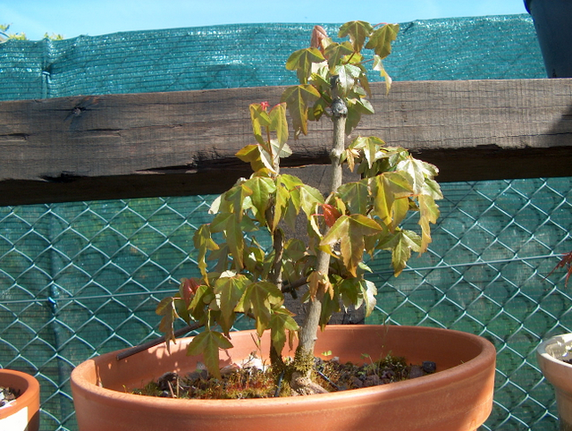 Bonsai tipo Mae filho de Acer Buergerianum- Inicio de adubação do Acer Buergerianum