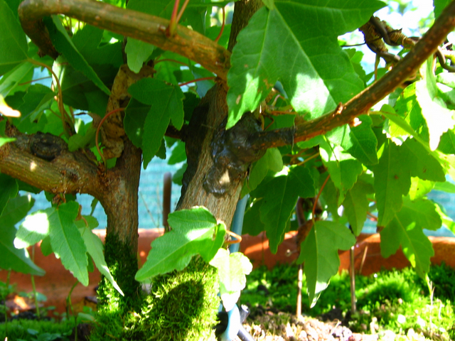 Bonsai tipo Mae filho de Acer Buergerianum- Pormenor de enxerto em Acer trident