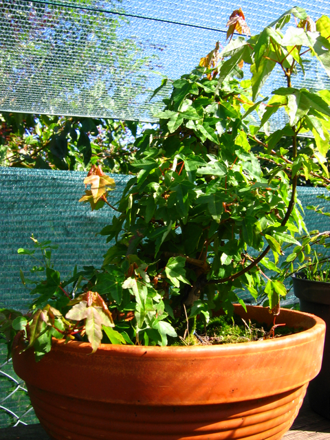 Bonsai tipo Mae filho de Acer Buergerianum- continuação de adubação e ligeira poda de controlo