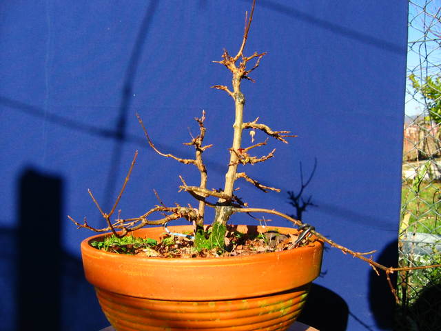 Bonsai tipo Mae filho de Acer Buergerianum- Analise do acer buergerianum durante o Inverno