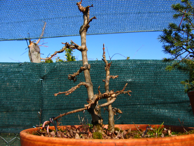 Bonsai tipo Mae filho de Acer Buergerianum- Depois da poda de inverno, mais um ano com o enxerto