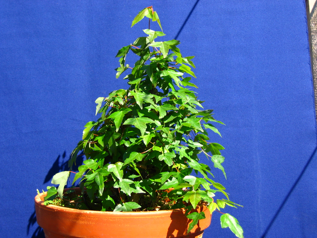 Bonsai tipo Mae filho de Acer Buergerianum- Foto do Acer Tridente em plena força