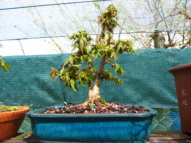 Bonsai tipo Mae filho de Acer Buergerianum- Corte do enxerto, muda e poda geral do Acer buergerianum