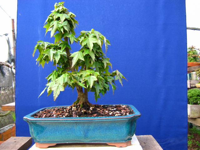 Bonsai tipo Mae filho de Acer Buergerianum- Ligeira poda e metsumi no Bonsai