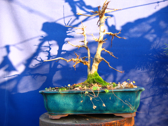 Bonsai tipo Mae filho de Acer Buergerianum- Analise da arvore para a poda de inverno