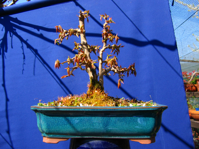 Bonsai tipo Mae filho de Acer Buergerianum- Depois da poda de inverno com os rebentos de Primavera