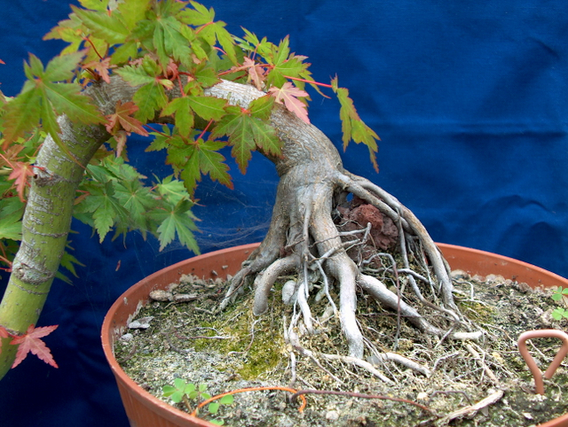 Acer Palmatum em estilo Han Kengai- Pormenor do nebari deste Acer Plamatum em cascata