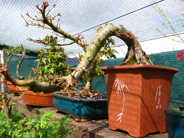 Acer Palmatum em estilo Han Kengai- Troca de vaso para um especifico de cascata