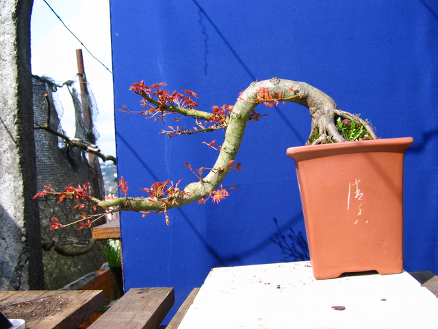 Acer Palmatum em estilo Han Kengai- Arranque de primavera no Han Kengai de Acer Palmatum