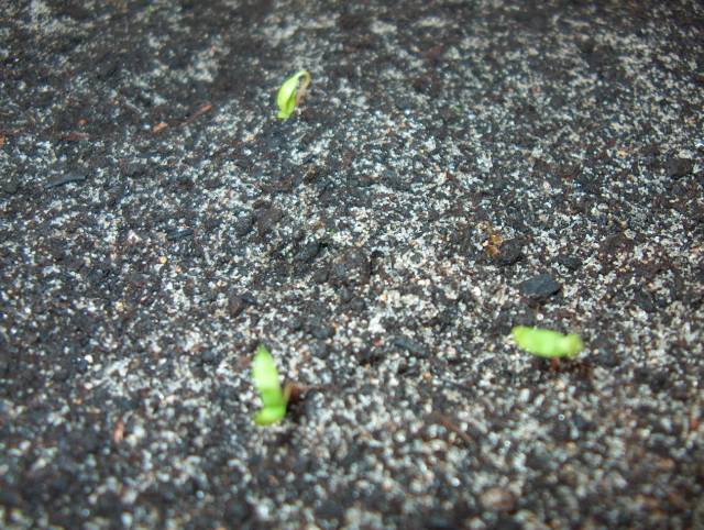 Acer Palmatum em estilo Han Kengai- Nascimento das sementeiras de Acer Palmatum