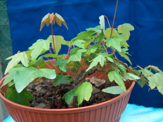 Shohin de Acer buergerianum informal recto - Recuperação do Apex, colocação de Pasta cicatrizante