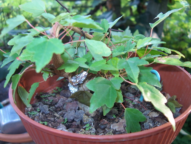 Shohin de Acer buergerianum informal recto - Início de modelação do bonsai