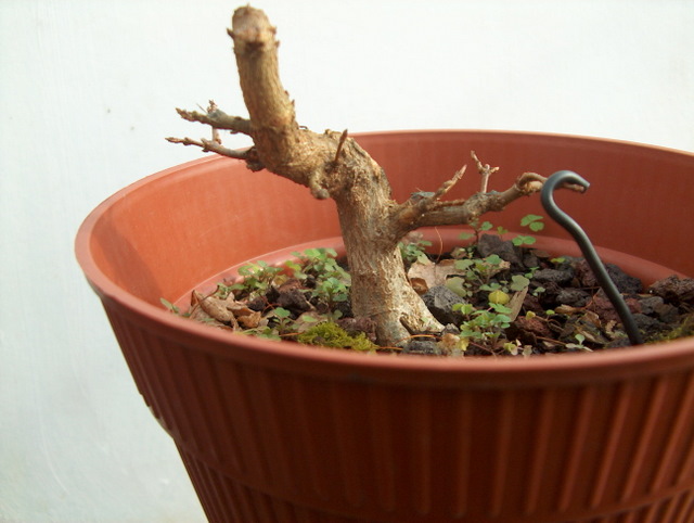 Shohin de Acer buergerianum informal recto - Curva e analise do tronco do bonsai