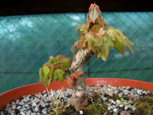 Shohin de Acer buergerianum informal recto - Arranque de primavera do bonsai e poda