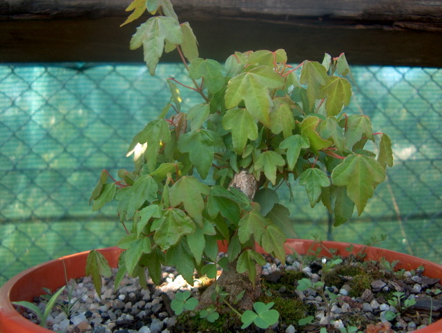 Shohin de Acer buergerianum informal recto - Crescimento do bonsai de Acer buergerianum