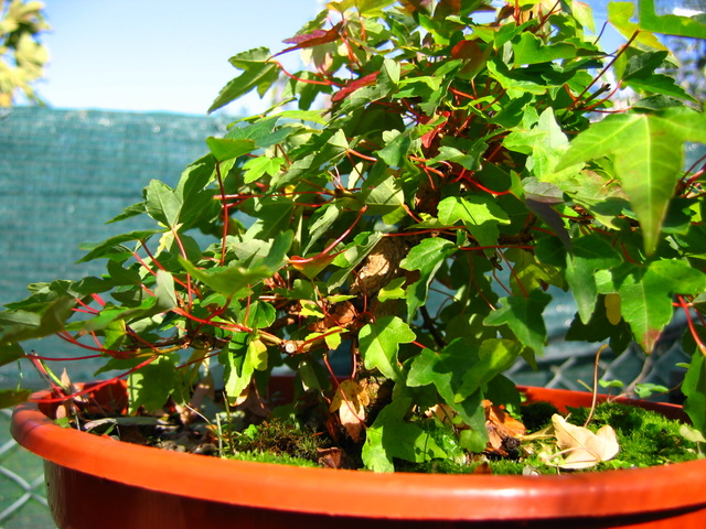 Shohin de Acer buergerianum informal recto - Diminuição da fertilização solida no bonsai