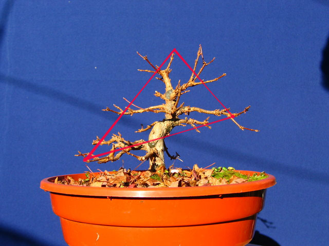 Shohin de Acer buergerianum informal recto - Analise da arvore para a triangulação do bonsai