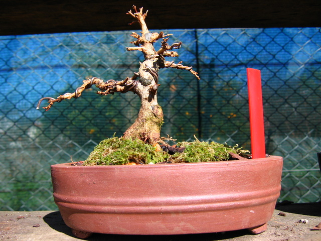 Shohin de Acer buergerianum informal recto - Grande poda e muda para vaso de bonsai e amaração