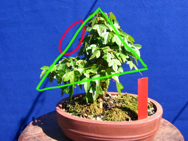 Shohin de Acer buergerianum informal recto - Analise da falha de folhagem e triangulação do bonsai