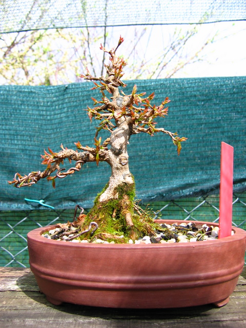 Shohin de Acer buergerianum informal recto - Colocação de arrames e poda de inverno