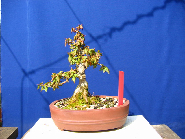 Shohin de Acer buergerianum informal recto - Inicio da adubação liquida no bonsai