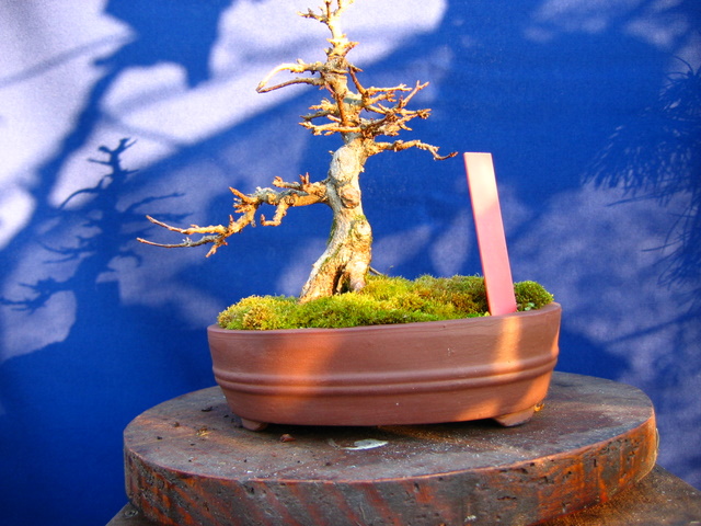 Shohin de Acer buergerianum informal recto - Pode de inverno e analide da estrutura do bonsai