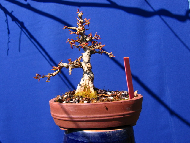 Shohin de Acer buergerianum informal recto - Poda e muda de terra neste bonsai de Acer buergerianum