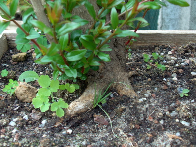 Yamadori de Romazeira com estilo Soukan- Pormenor do nebari da Romãzeira