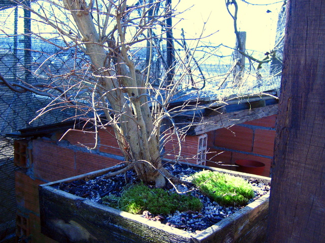 Yamadori de Romazeira com estilo Soukan- Muda de vaso para um menos fundo e corte de raízes 