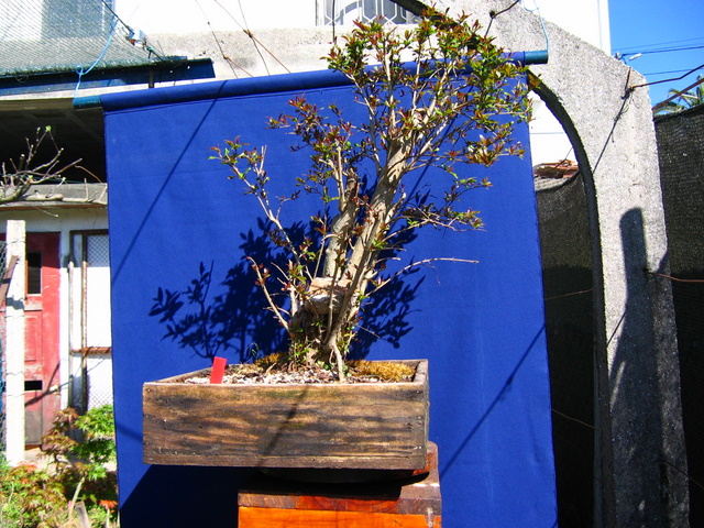 Yamadori de Romazeira com estilo Soukan- Arranque de primavera no bonsai de Romãzeira