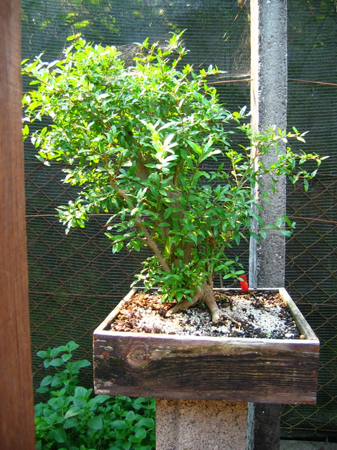 Yamadori de Romazeira com estilo Soukan- Resultado da uma boa fertilização no Bonsai