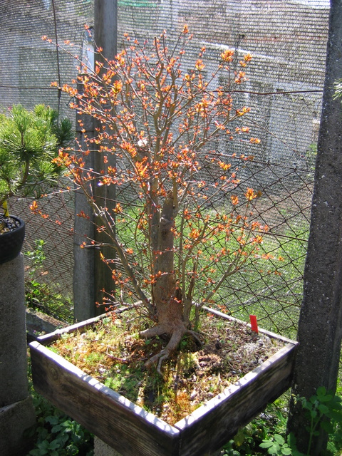 Yamadori de Romazeira com estilo Soukan- Poda geral de inverno da romazeira e analise da estrutura