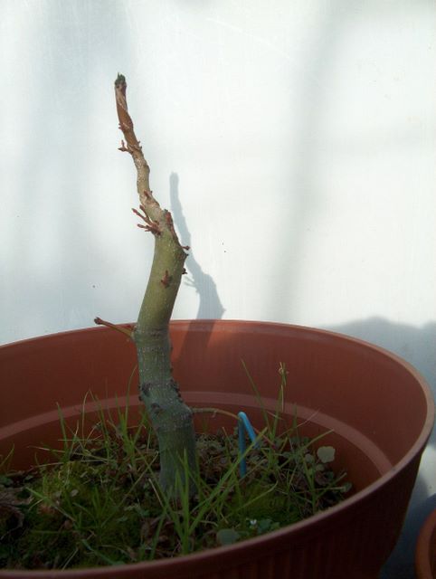 Acer Palmatum Informal recto Moyogi- Analise do bonsai apos o primeiro inverno depois do corte