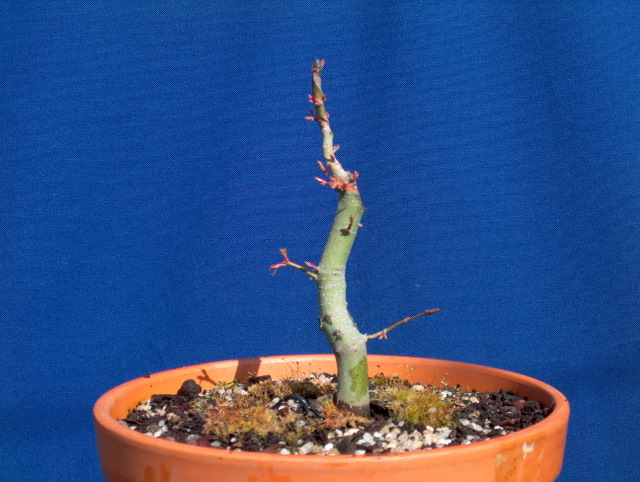 Acer Palmatum Informal recto Moyogi- Corte de raízes e muda de vaso