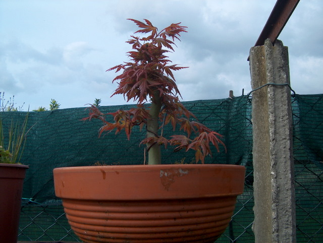 Acer Palmatum Informal recto Moyogi- Colocação de arrames e colocação de ganchos