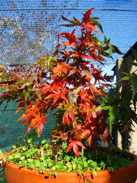 Acer Palmatum Informal recto Moyogi- Foto com as cores de Outono e Analise do Corte