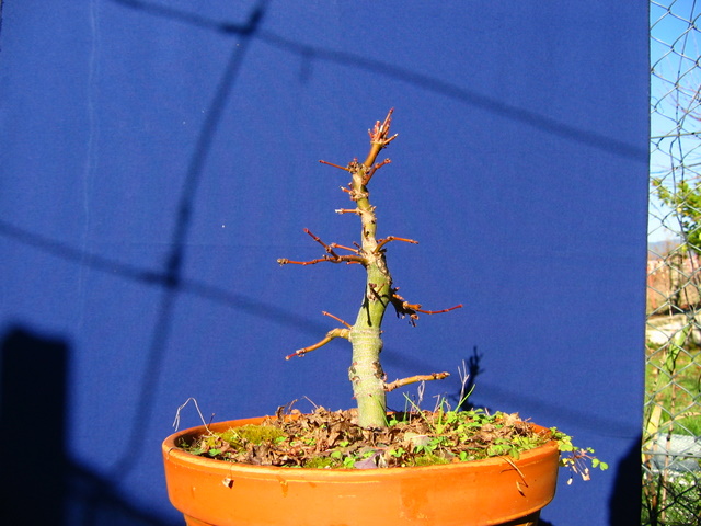 Acer Palmatum Informal recto Moyogi- Inicio do controlo dos ramos para a triangulação do bonsai