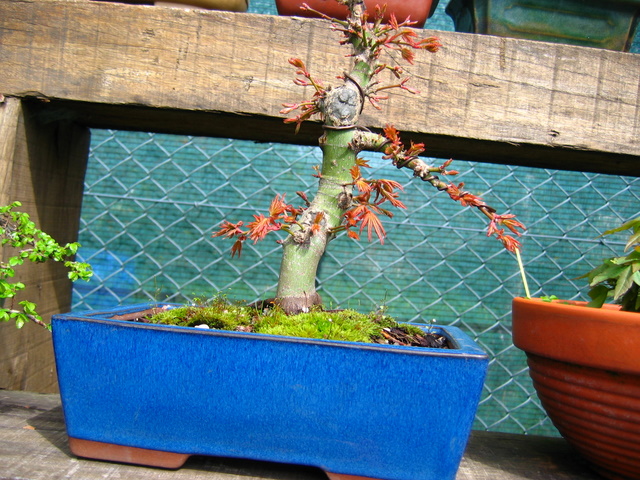 Acer Palmatum Informal recto Moyogi- Colocação de arames, corte de raízes e muda de vaso do bonsai