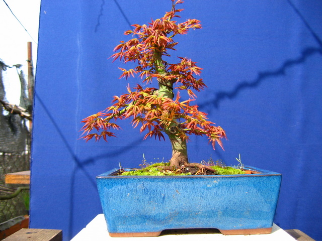 Acer Palmatum Informal recto Moyogi- Arranque da primavera do bonsai de Acer Palmatum