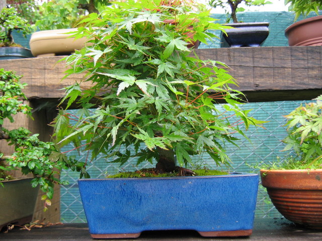 Acer Palmatum Informal recto Moyogi- Bonsai com a folhagem de verão