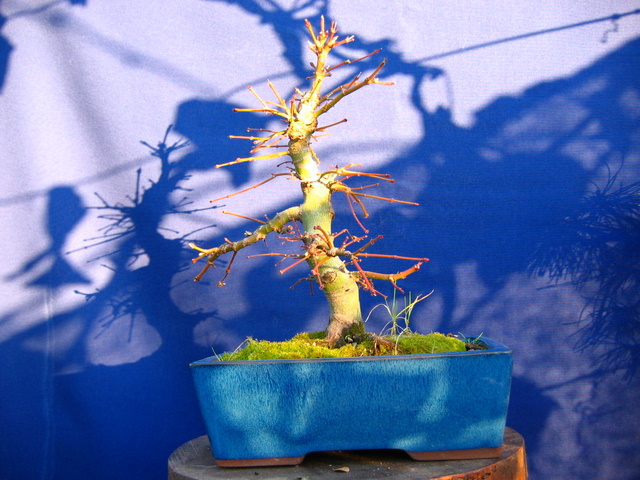 Acer Palmatum Informal recto Moyogi- Analise do bonsai de Acer Palmatum após o inverno