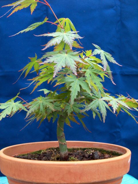 Acer Palmatum Bankan com ligeira curva - Poda de Raízes e colocação da arvore em vaso.