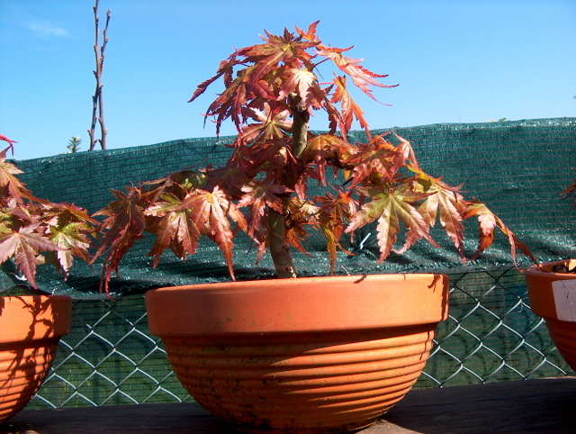 Acer Palmatum Bankan com ligeira curva - Analise da triangulação do bonsai de Acer Palmatum